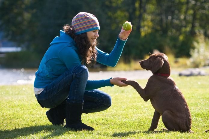 Dog Training Teaches Your Pet