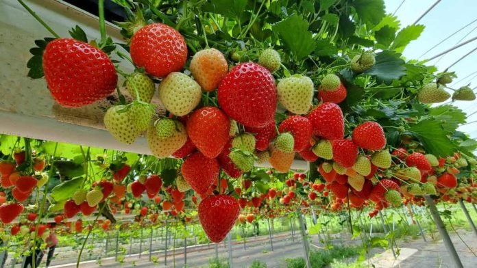 Sustainable Farming is Important for Strawberries